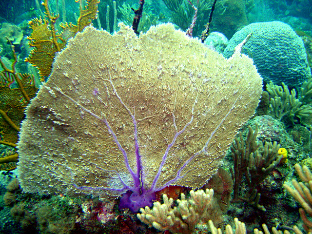 Schránka korálů je z velké části tvořena organickými sloučeninami vápníku a dalšími stopovými minerály.
