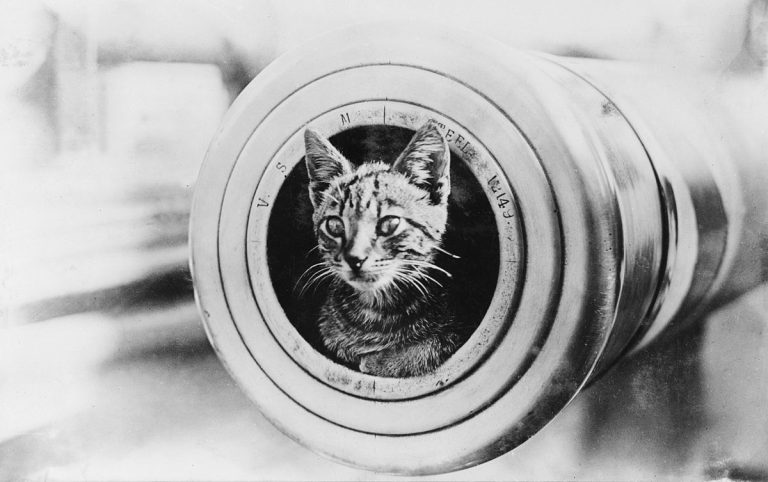 Kočičí námořníci byli běžnou součástí posádek válečných plavidel.