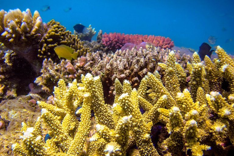 Všech 6 000 druhů korálů žije přisedle v mořích, obvykle v koloniích.