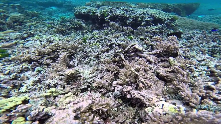 Koráli jsou velmi citlivé na klimatické změny.