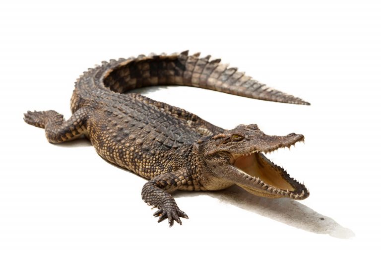 Tělo krokodýla je dokonalé a skvěle přizpůsobené k životu v mělké vodě.
