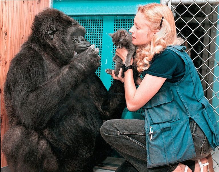 Trenérka Penny Patersonová učí gorilu komunikovat pomocí znakové řeči. S IQ 90 bodů zaostává Koko za průměrným lidským IQ jen asi o 10 bodů.