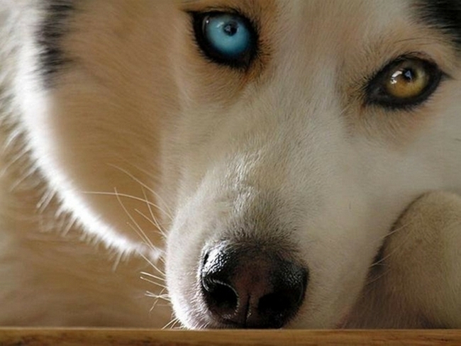 Není neobvyklé, že tito psi mají jedno oko hnědé a druhé modré.