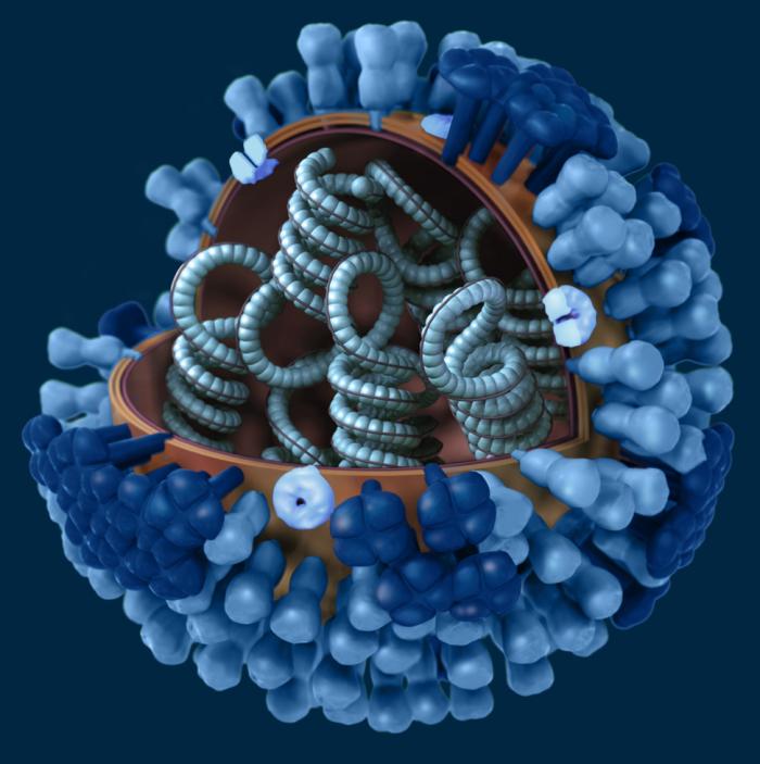 Model viru chřipky.