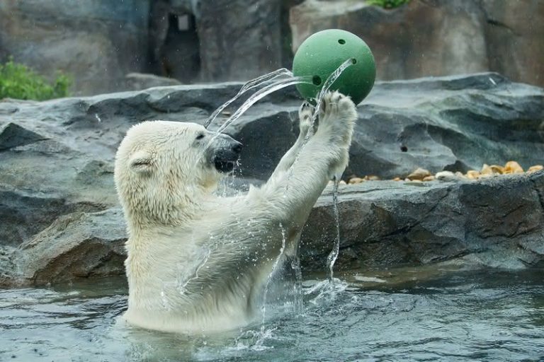 Pro lidskou činností ohrožené druhy živočichů mohou zoologické zahrady znamenat způsob záchrany.