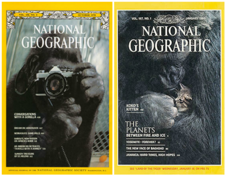 Na obálku magazínu National Geographic se dostane hned dvakrát. Jednou jako první lidoop, který si pořídí selfie, podruhé se svým kotětem.
