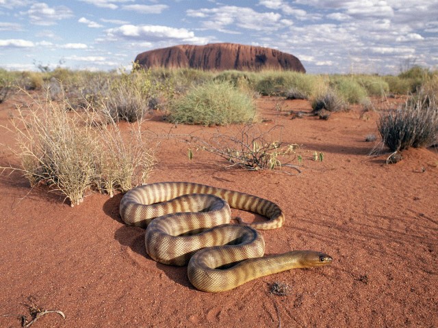 Ještě útočnější než taipan je pakobra východní, která je v Austrálii zodpovědná za 60 % hadích kousnutí.