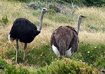 Australané mají potíže s pštrosy. Spousty ptáků likvidují úrodu.