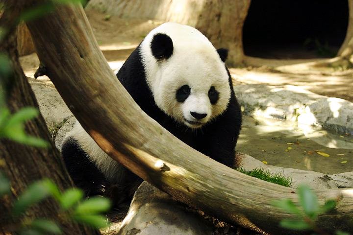 Dospělá panda velká v ZOO v San Diegu