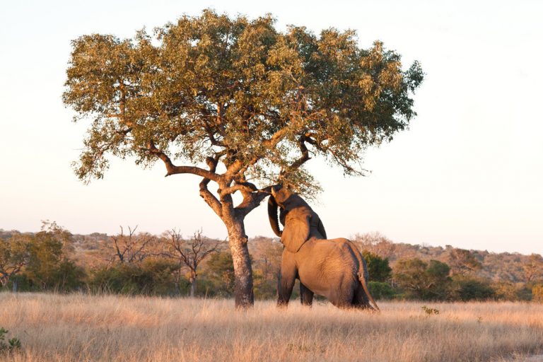 Sloni milují fermentované plody stromu marula. Aby se z nich ale třítunový tlustokožec opil, musel by jich spořádat 1400 naráz.
