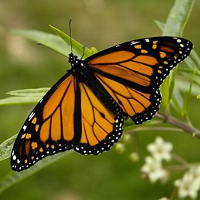 Při migraci se vystřídá několik generací motýlů.