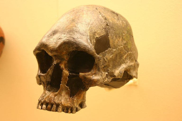 Lebka homo erectus.