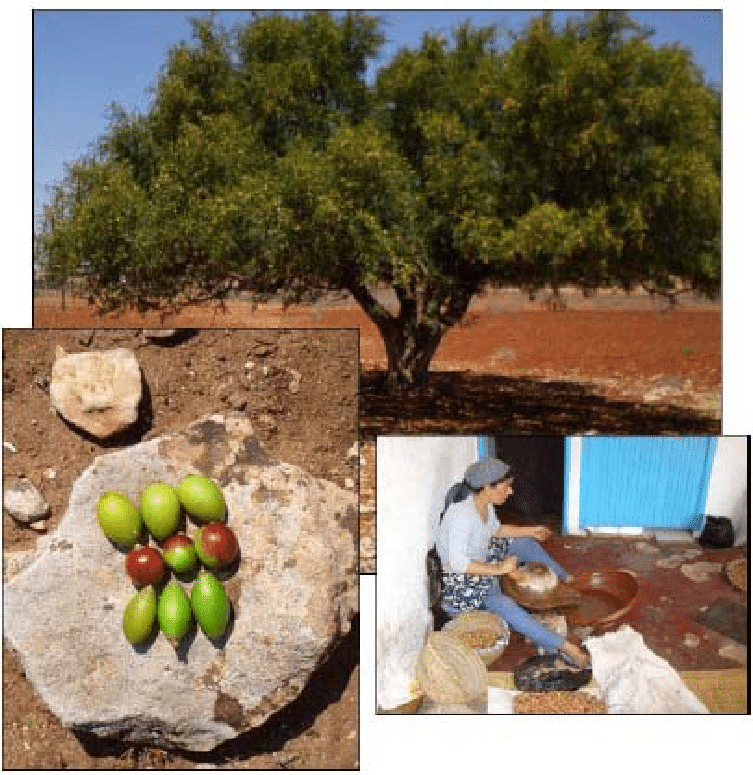 Výroba arganového oleje v Maroku