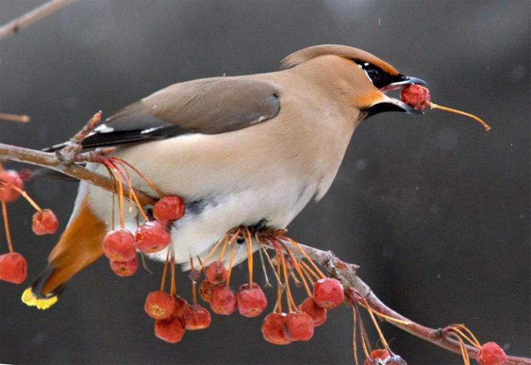 V zimě, kdy se vlivem mrazu vytváří v kvasících bobulích alkohol, se ptáci intoxikují docela často.