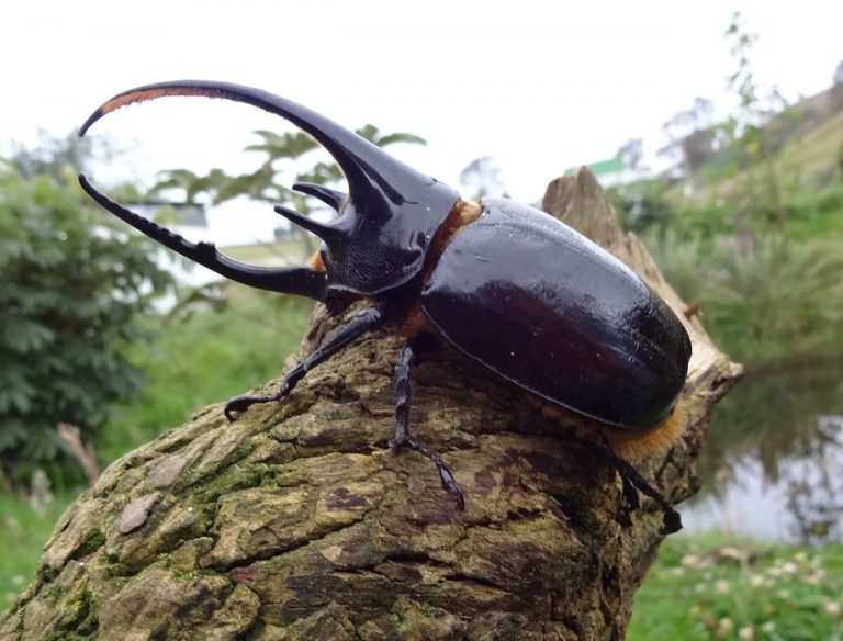 Dynastes neptunus