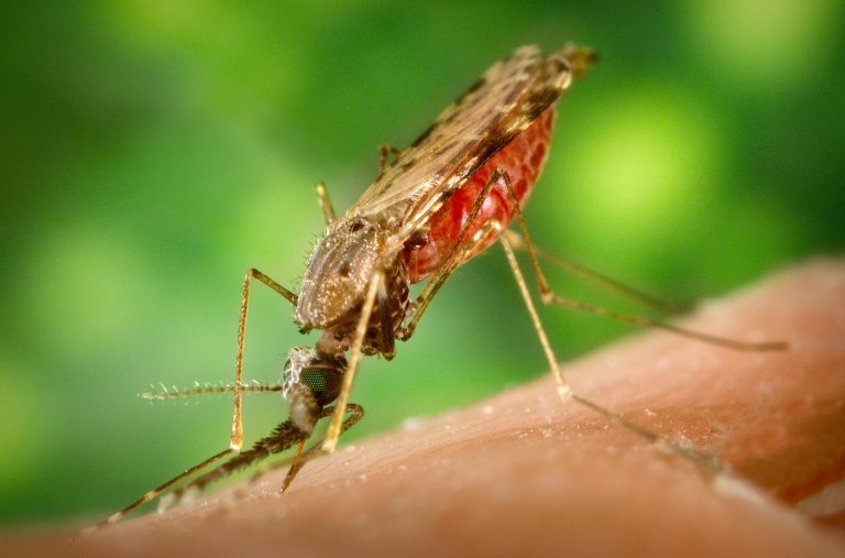 Kvůli komárovi umírá na světě mnoho milionů lidí.