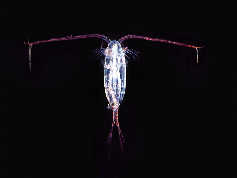 Klanonožci jsou součástí zooplanktonu.