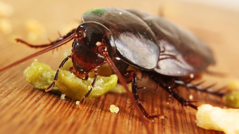 Nepopulární švábi patří k nejrychlejšímu hmyzu.