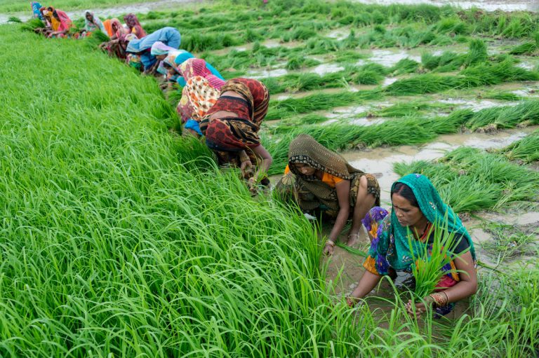 Předchozí „zelená revoluce“, odstartovaná za druhé světové války, vyroste na umělých hnojivech a zavlažování. Rozmnožují se jen ty nejodolnější a nejvýnosnější druhy plodin. Pokud předtím Indie pěstuje 30 000 druhů rýže, dnes je to jen deset.