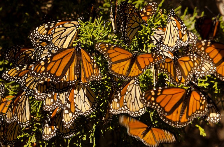 Kalifornskou „dovolenou“ si v loňském roce dopřeje pouze 20 000 monarchů.