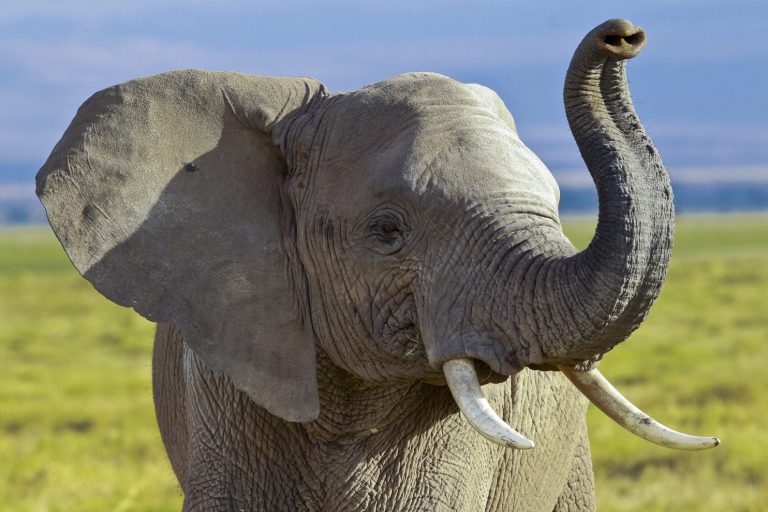 Slon je charakteristický svým chobotem, což je kombinace nosu a horního rtu.
