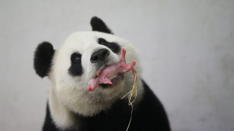 Většinou se pandám rodí 2 mláďata.