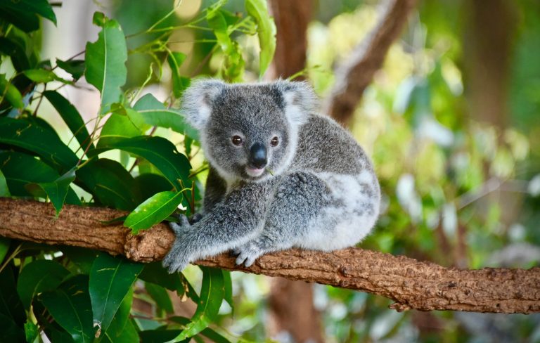 Koala má jako jeden z mála savců otisky prstů podobné těm lidským.