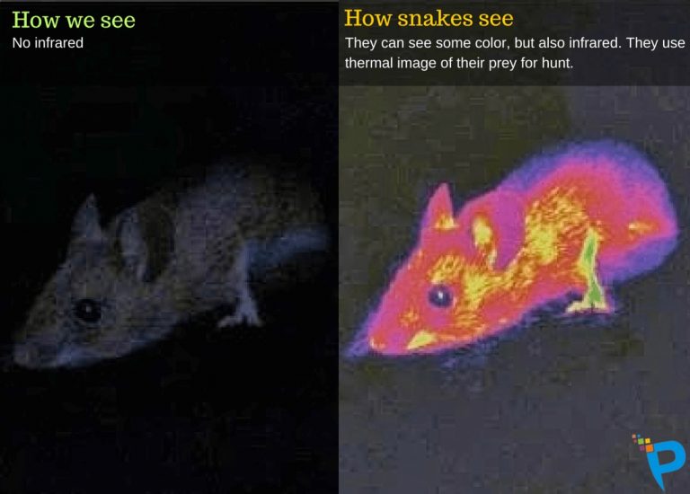 Obrázek vpravo ukazuje, jak hadi vnímají živé tvory ve svém okolí.