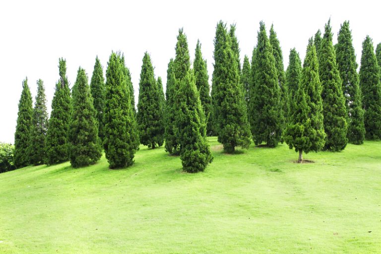 Některé druhy stromů, zejména borovic, mohou žít nesmírně dlouhý život, jiné stromy, například olše, vytvářejí své vlastní klony, které mohou rovněž prodloužit život stromu v zásadě do nekonečna.