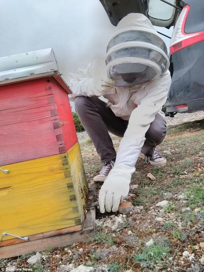 Včely během tréninku na vyhledávání výbušnin.