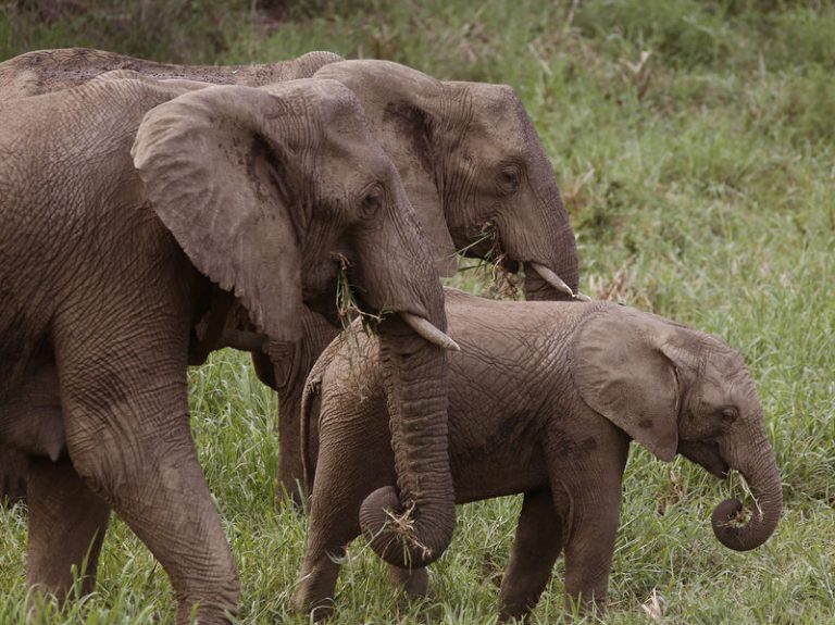 Sloni bouřku detekují na velké vzdálenosti a tak například po dlouhém období sucha se vydají dešti naproti.