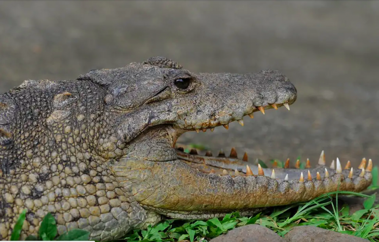 Napadlo by vás, že na palubě letadla potkáte nebezpečného krokodýla?