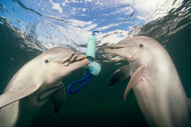 Podle zrcadlového testu se prokázalo, že si delfíni sami sebe uvědomují.