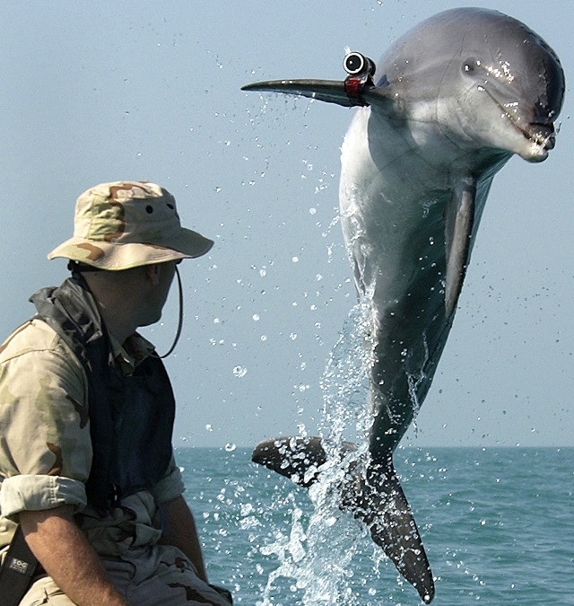 Delfíni by mohli z umělých akvárií utéct. Přesto to nedělají.