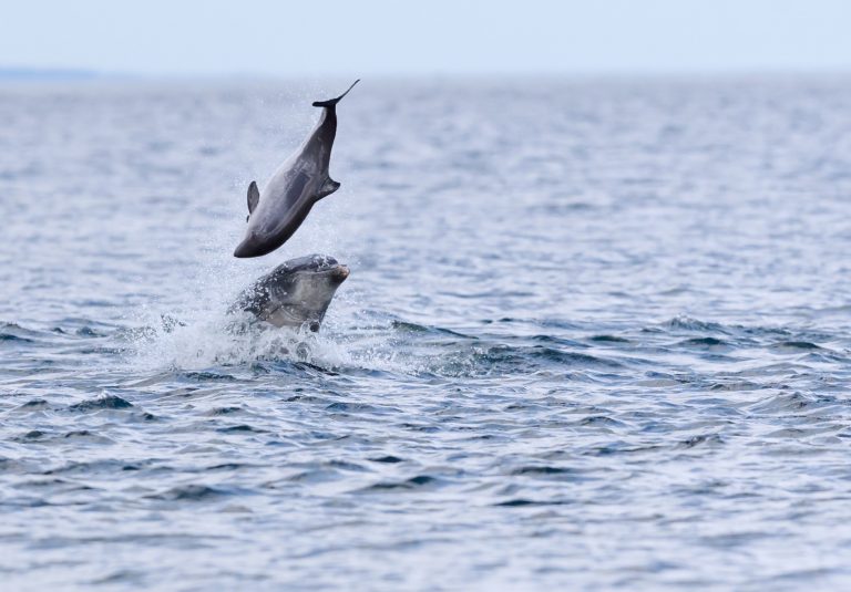Delfíni se spolu dorozumívají zvláštními zvuky.