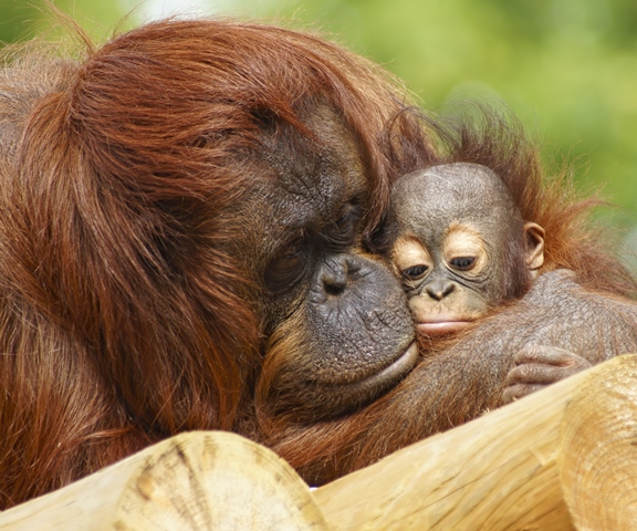 Vřelé vztahy mezi orangutany má jen matka s mládětem.