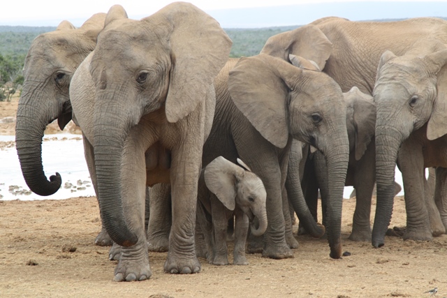 Slonice ze stáda nové mládě pečlivě hlídají.