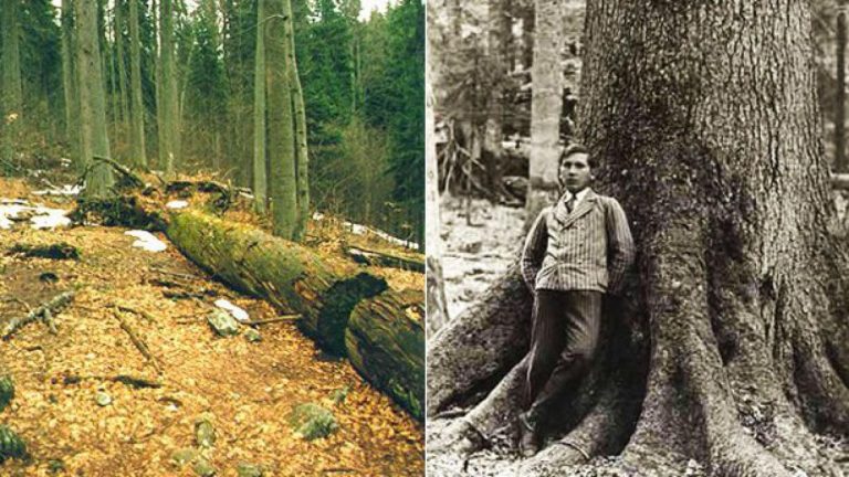 Raritou pralesa byl Král smrků, starý 440 let, vysoký 57 metrů a s průměrem kolem 160 cm. Byl zničen při sněhové vichřici v roce 1970.