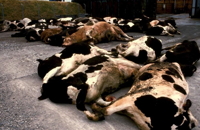 Nemoc způsobila vysoký úhyn dobytka hlavně ve Velké Británii.