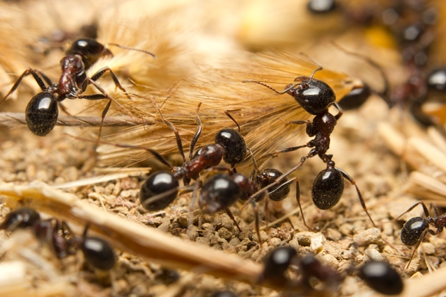 Mravenci jsou vyspělý hmyz žijící v dokonale organizovaných společenstvech se složitou sociální strukturou. Kolonie má pouze jednu královnu.