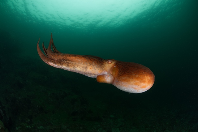 Chobotnice využívá ke svému pohybu proud vody podobně jako reaktivní motor.