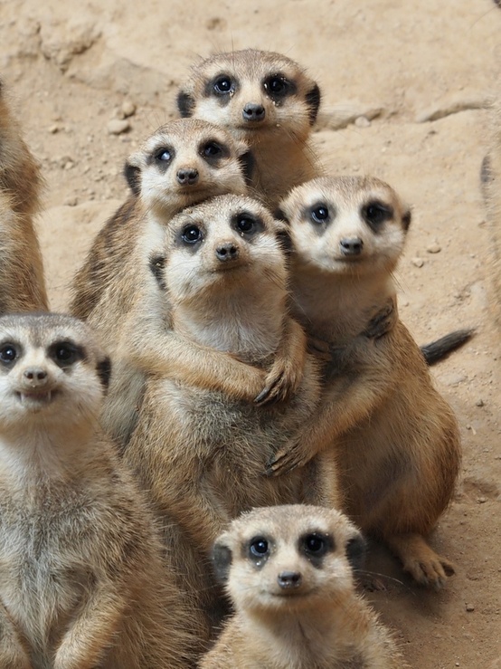 Téměř rodinná fotografie: surikaty drží spolu!