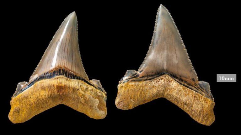 Zuby žraloka jsou funkční jen v první řadě.