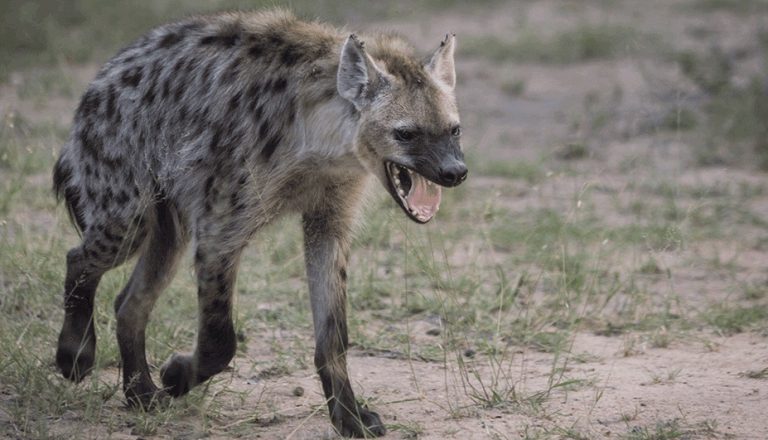 Hyeny jsou středně velcí masožravci, ačkoli připomínají psovité šelmy, vývojově jsou bližší kočkám.