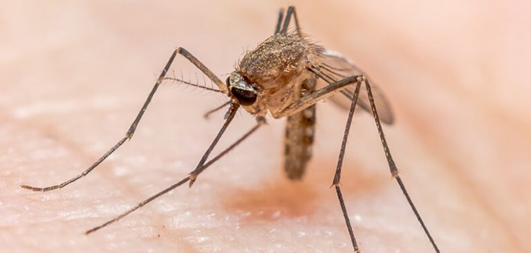 Kvůli oteplování planety se komáři přenášející malárii dostávají na místa, kde se dříve nevyskytovali, např. do Evropy.