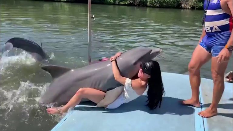 Jelikož se delfíni adaptovali na páření ve vodě, jejich penis je zakončený háčkem, kterým se při páření do samičky zasekne.
