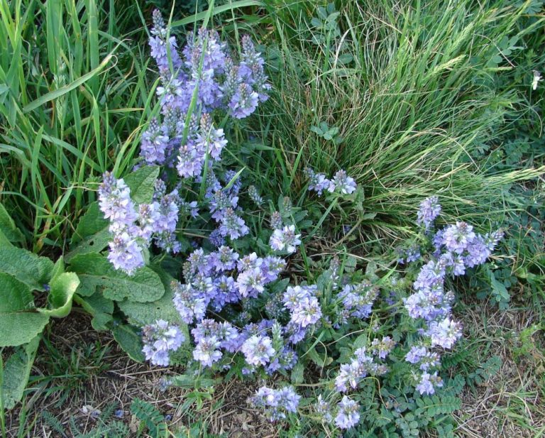 Vytrvalá trsnatá rostlina má světle modrou nebo růžovofialovou korunu s průměrem 5 až 8 mm.