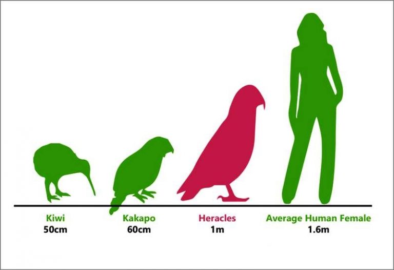Grafika porovnává velikostní rozdíly mezi ptáky, nově objeveným papouškem a člověkem.