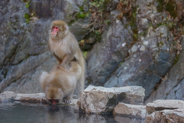 Makak je jediný druh primáta kromě člověka, který žije v Japonsku. Samička je schopná dosáhnout orgasmu podobně jako člověk.