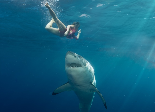 Pro člověka je nejnebezpečnější žralok bílý, který vykazuje nejvyšší počet nevyprovokovaných útoků na člověka.